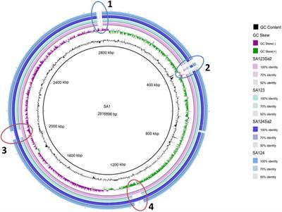 Temperate Prophages Increase Bacterial Adhesin Expression and Virulence in an Experimental Model of Endocarditis Due to Staphylococcus aureus From the CC398 Lineage